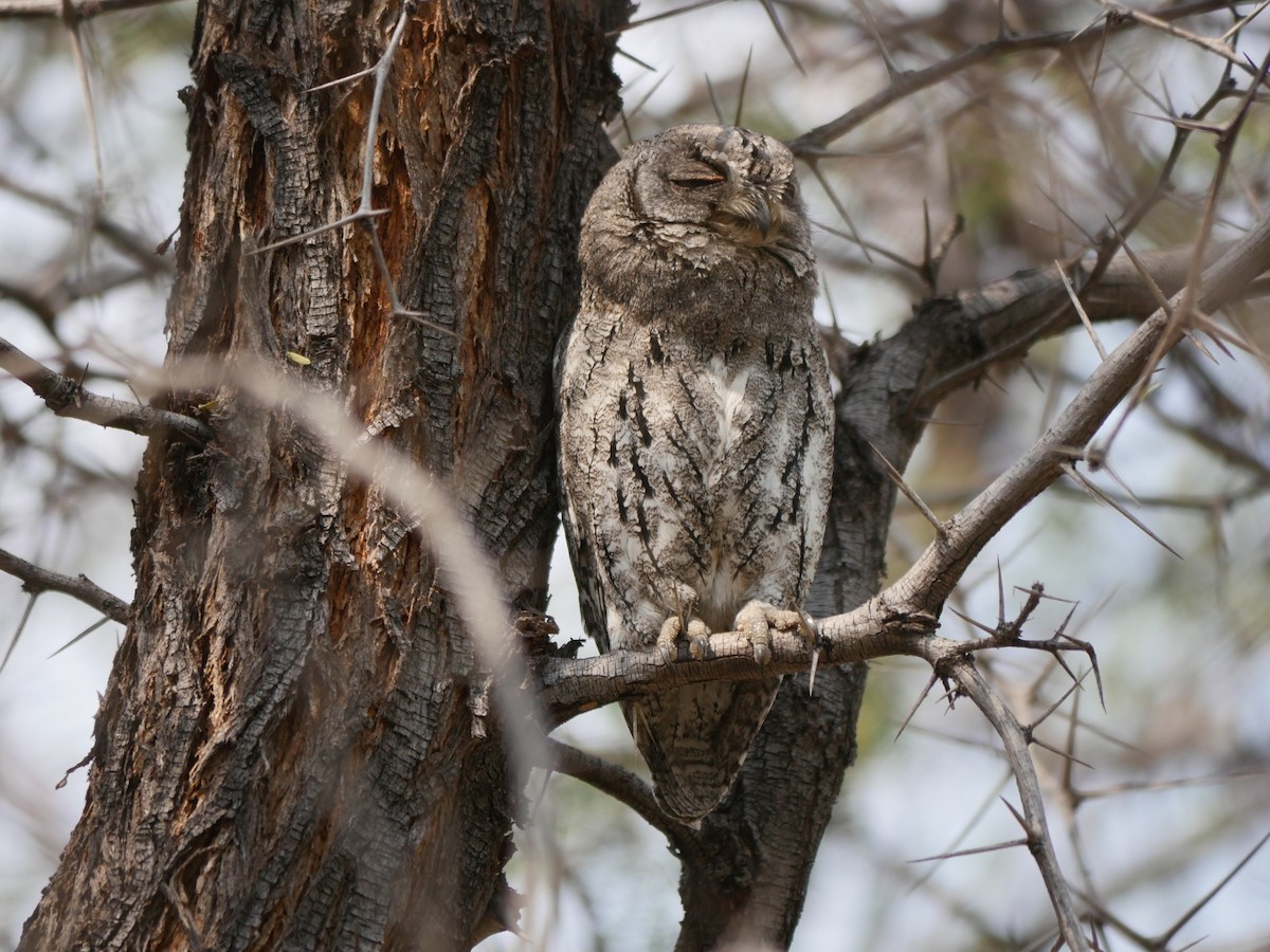 African Scops-Owl (African) - ML614024824