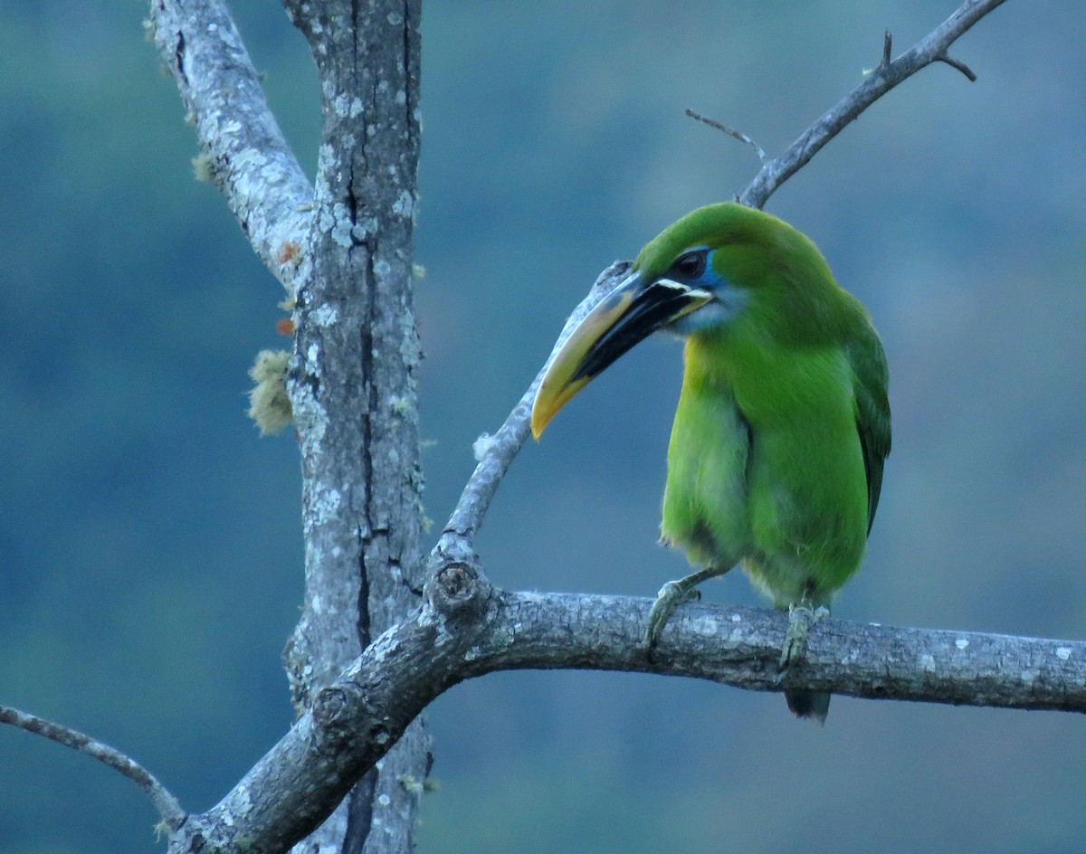 Groove-billed Toucanet (Yellow-billed) - ML614024847