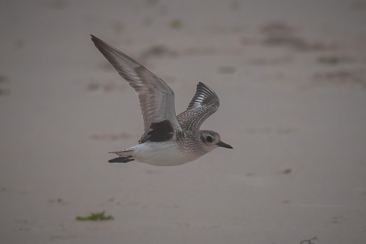 eBird Checklist 26 Jan 2024 Barnegat Lighthouse SP 42 species