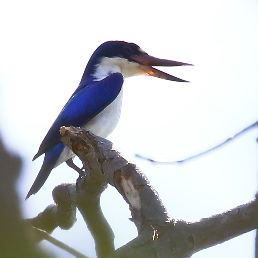 Forest Kingfisher - ML614025175