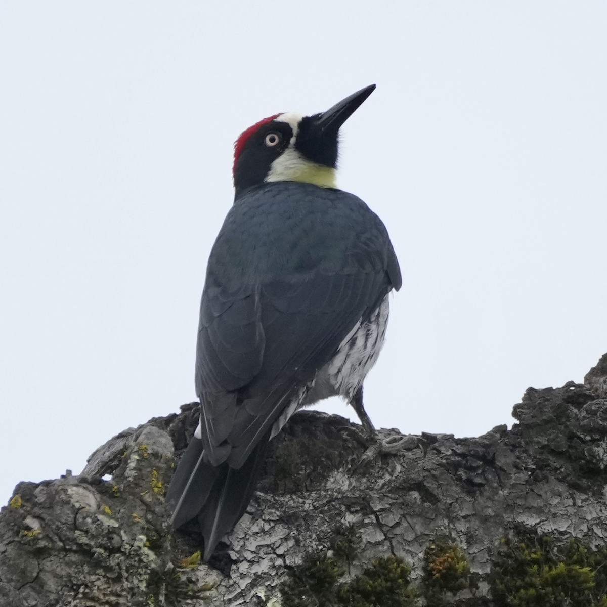 Acorn Woodpecker - ML614025616