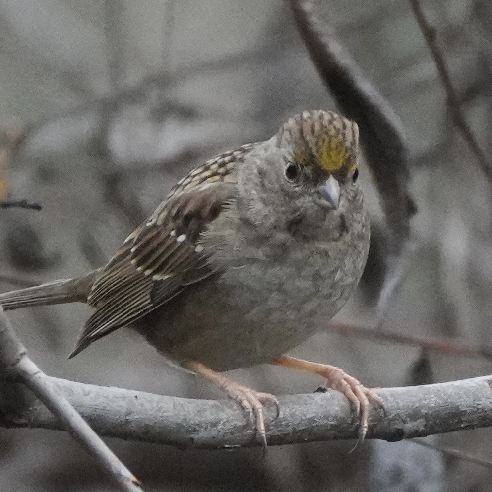 Golden-crowned Sparrow - ML614025724