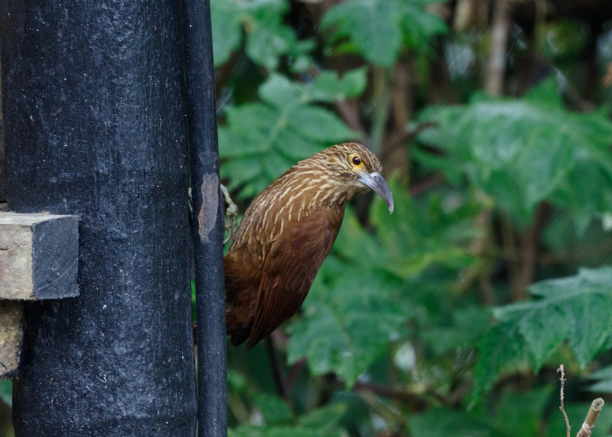 Strong-billed Woodcreeper (Andean/Northern) - Silvia Faustino Linhares