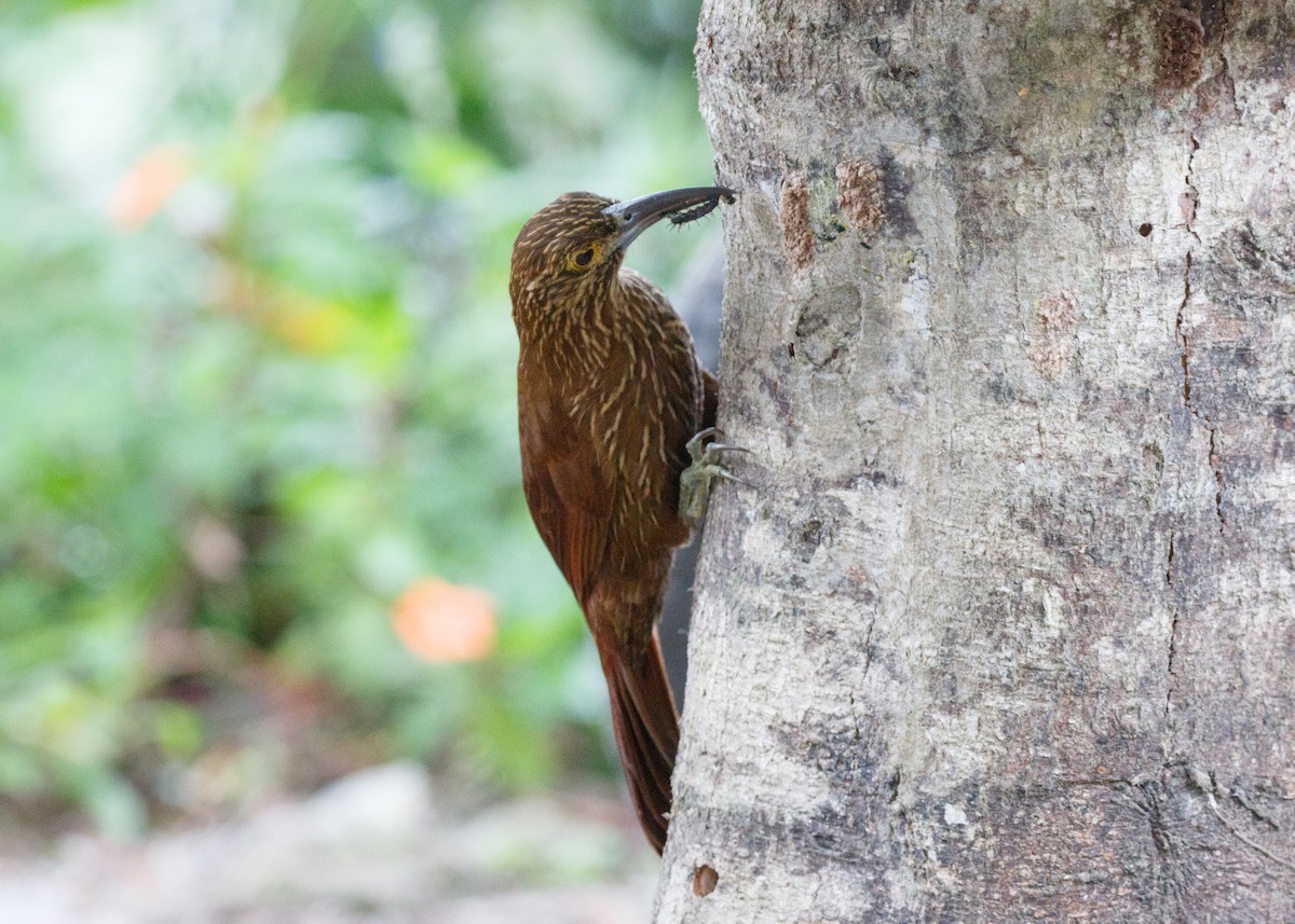 Strong-billed Woodcreeper (Andean/Northern) - ML614025782