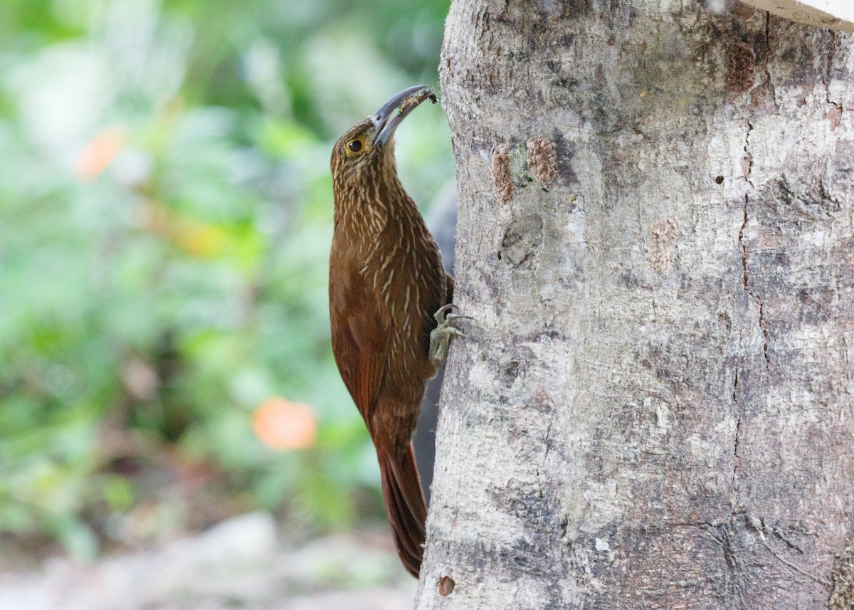 Strong-billed Woodcreeper (Andean/Northern) - ML614025783