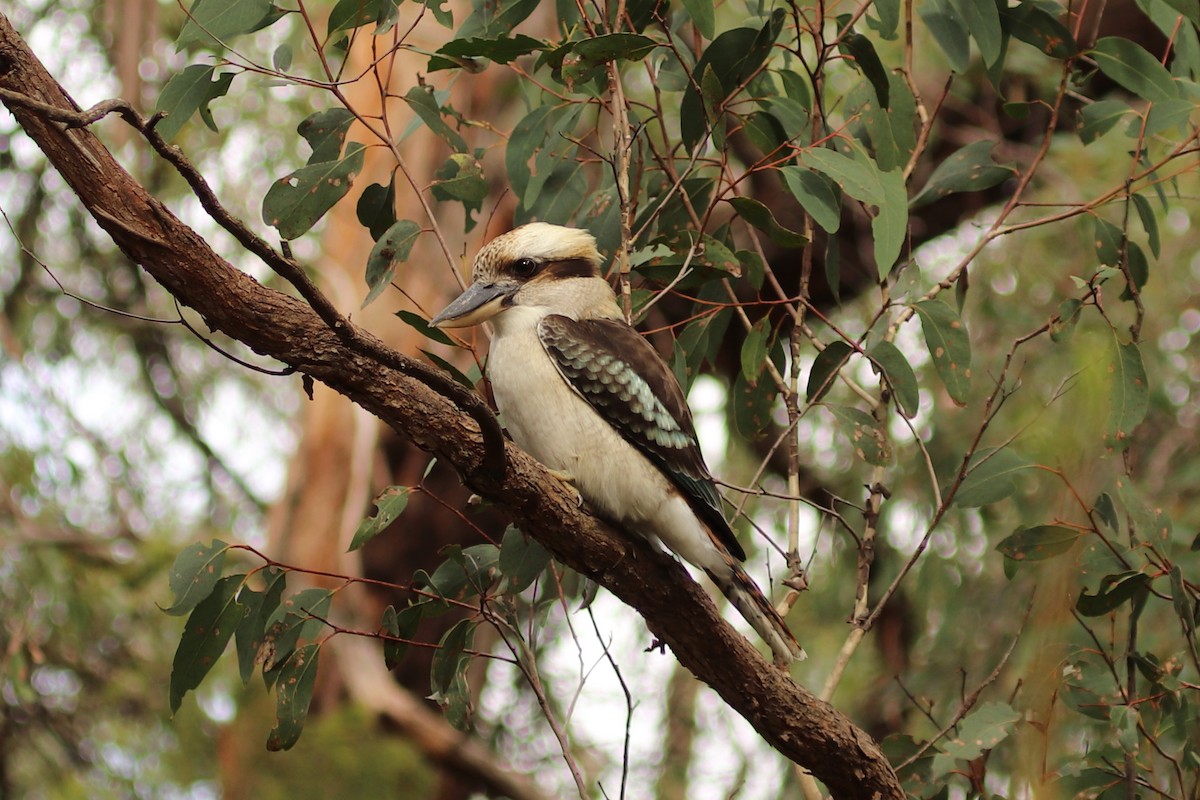 eBird Checklist - 22 Apr 2022 - Koolunga Native Reserve - 14 species