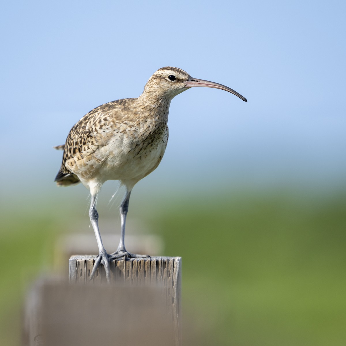 Bristle-thighed Curlew - ML614026015