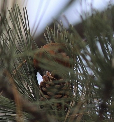 Red Crossbill (Ponderosa Pine or type 2) - ML614026131
