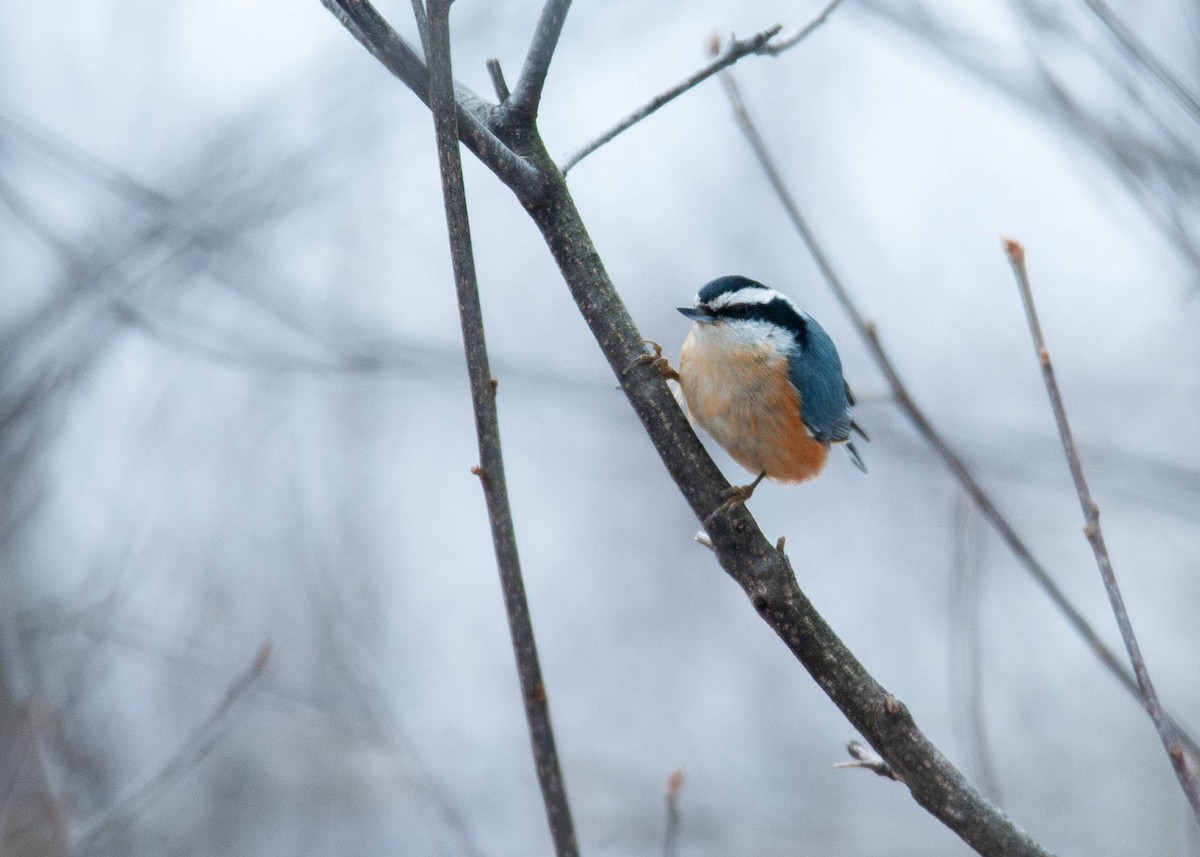 Red-breasted Nuthatch - Peter Mundale