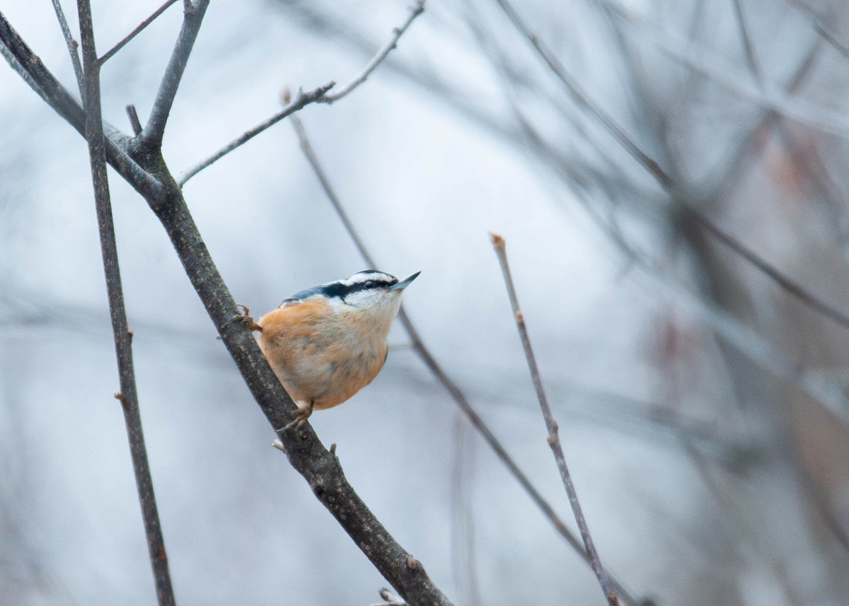 Red-breasted Nuthatch - ML614026259