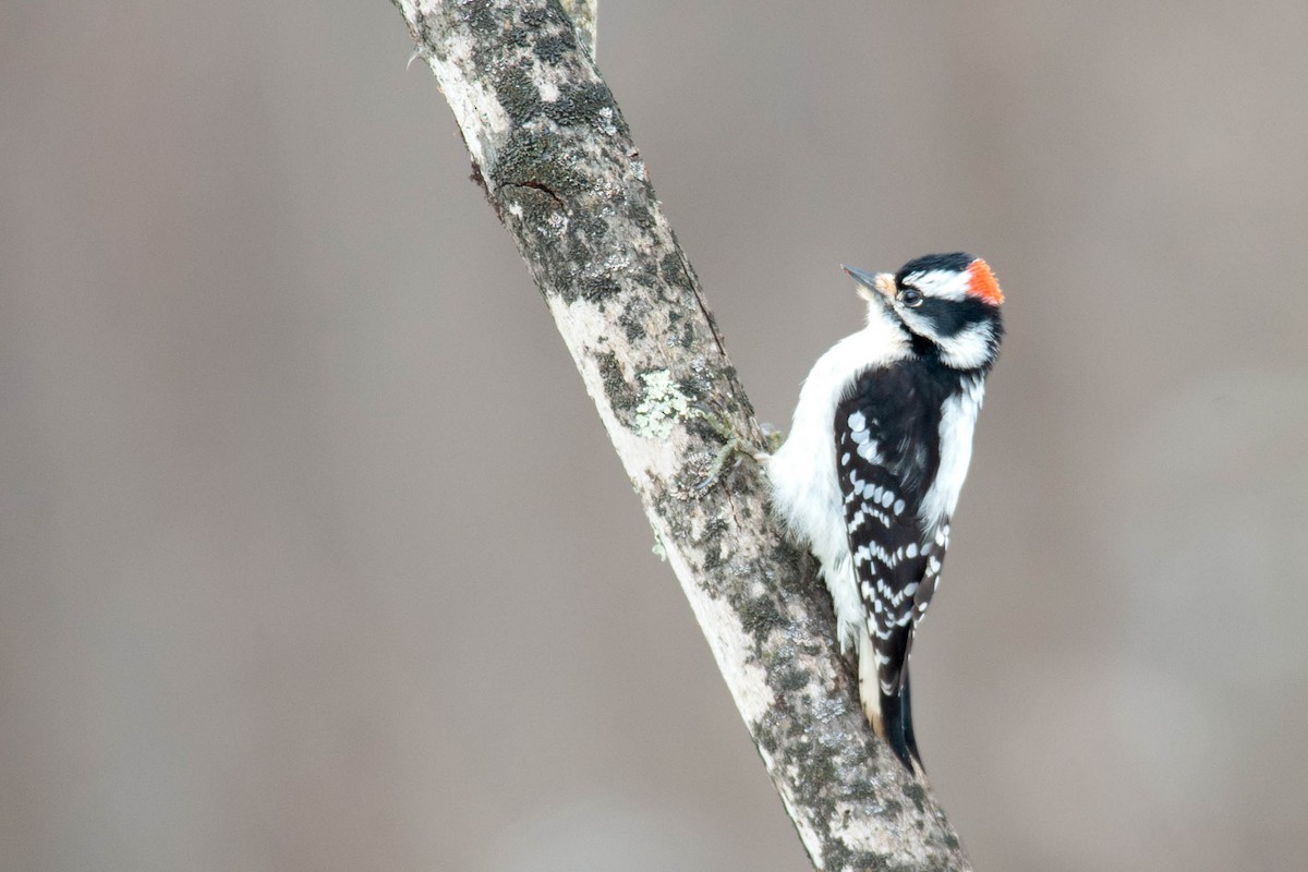 Downy Woodpecker (Eastern) - ML614026264