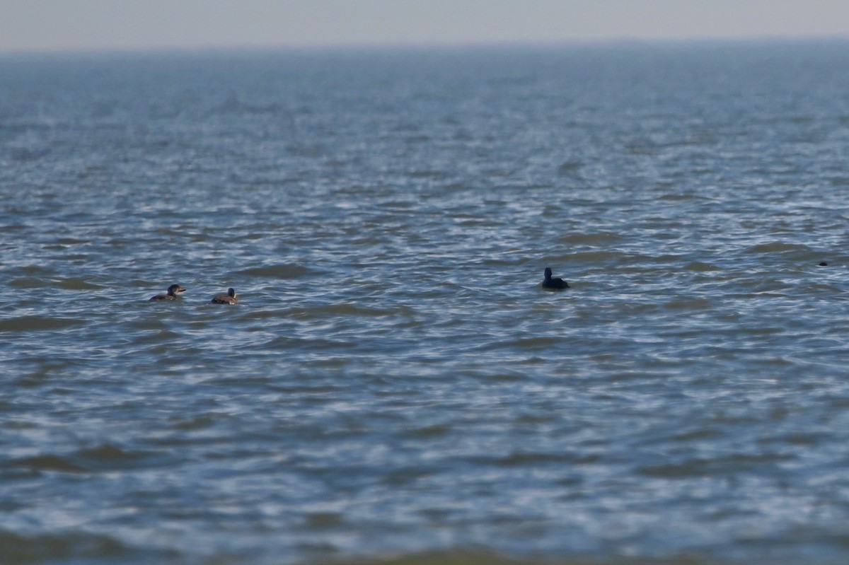 Greater Scaup - ML614026341