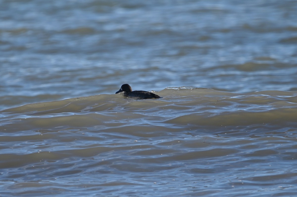 Greater Scaup - ML614026343