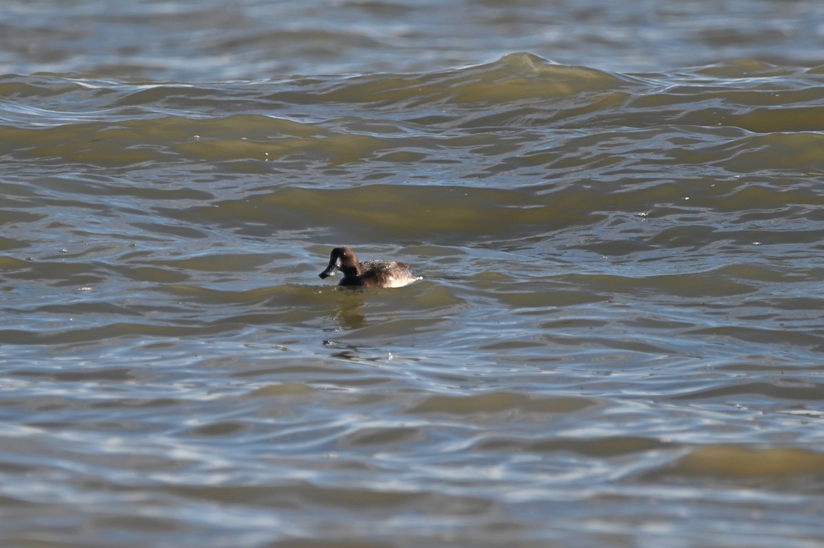 Greater Scaup - ML614026344