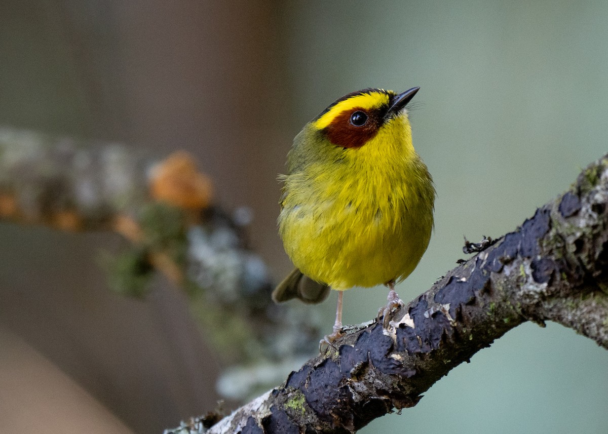 Golden-browed Warbler - Phil Chaon