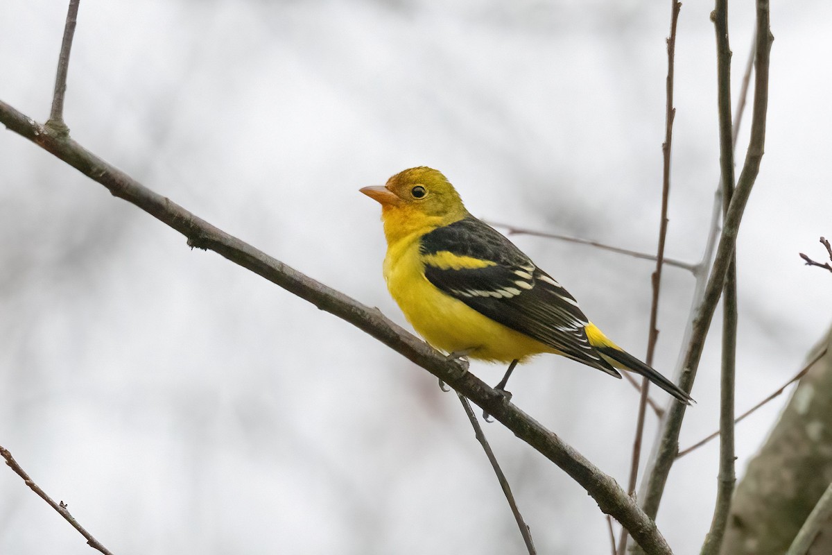 Western Tanager - ML614026576