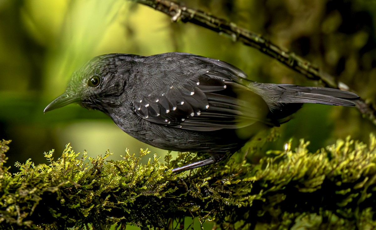 Spot-winged Antbird - Jose Juan Pamplona