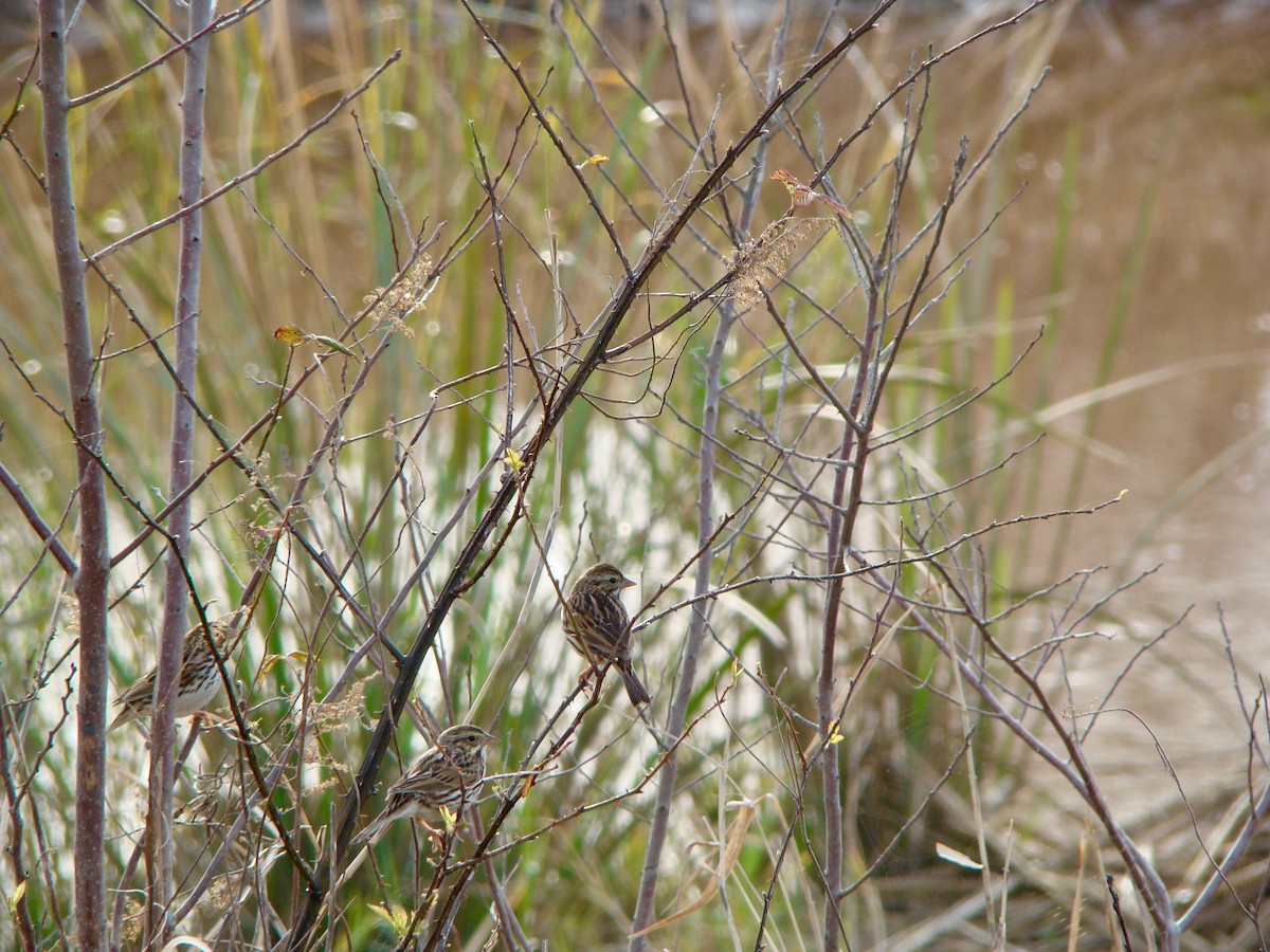 Savannah Sparrow - ML614026636