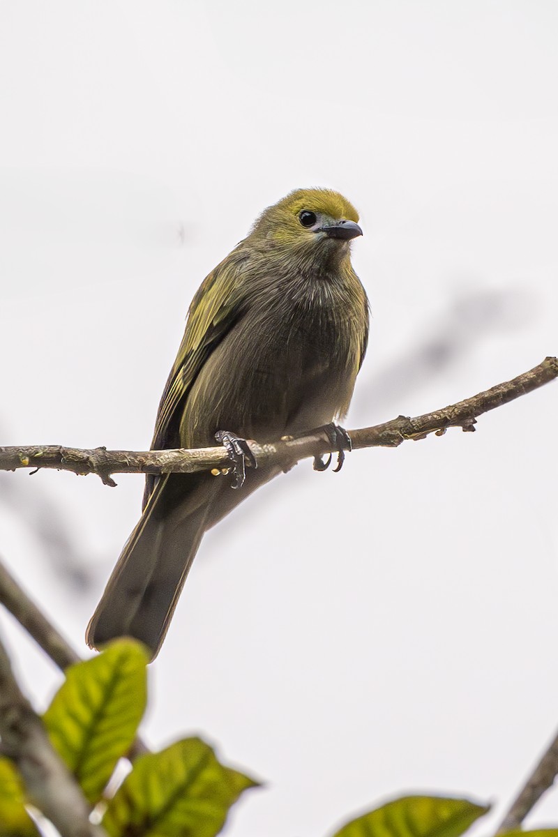 Palm Tanager - ML614026724