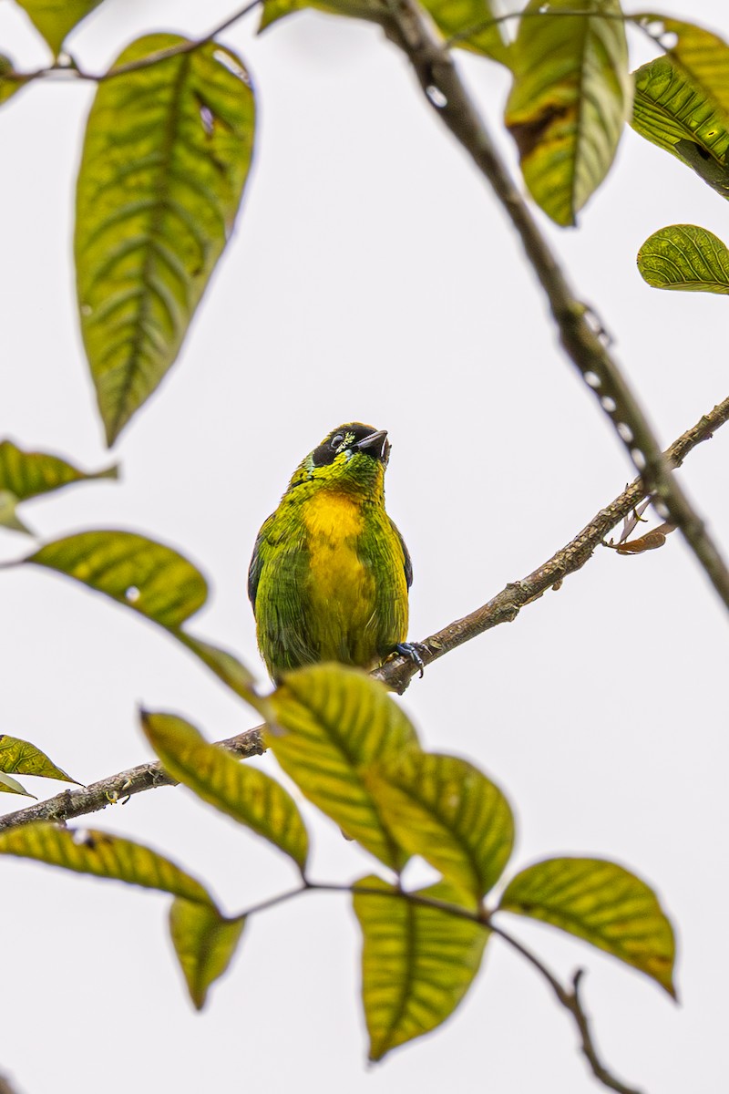 Green-and-gold Tanager - ML614026772