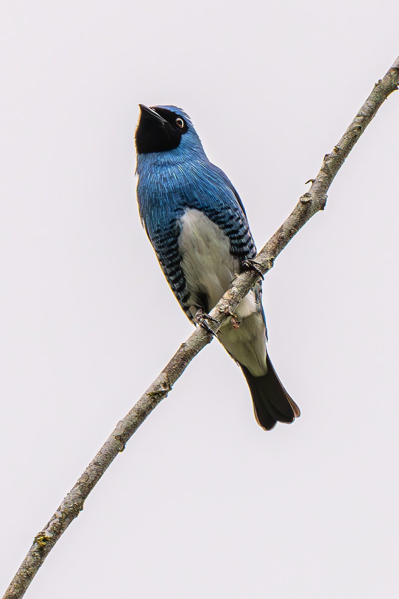 Swallow Tanager - ML614026790