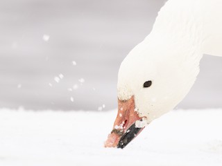 Snow Goose, ML614026817