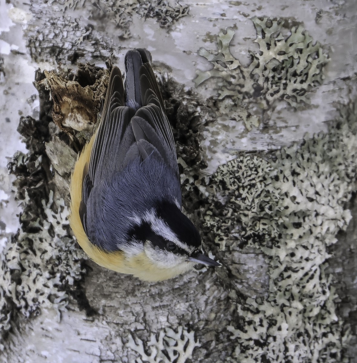 Red-breasted Nuthatch - ML614026865