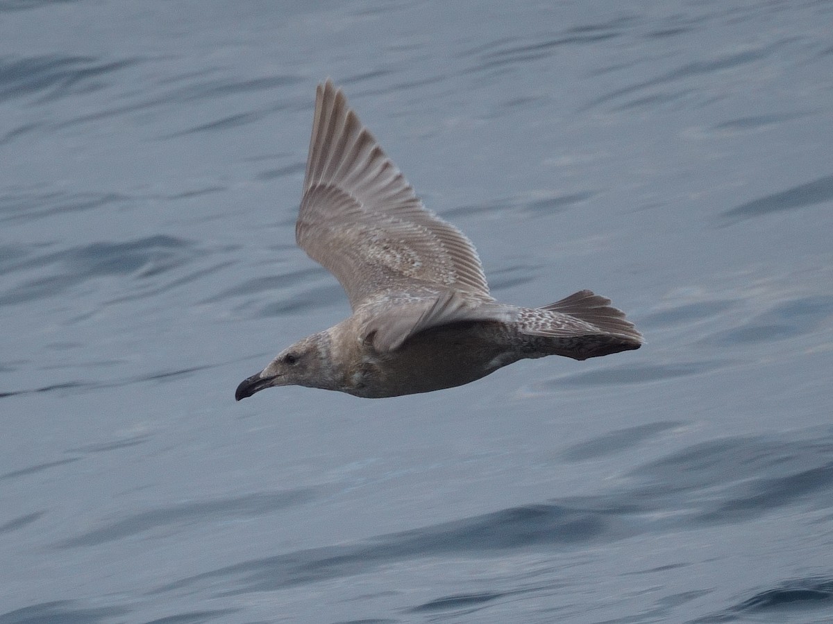 Western x Glaucous-winged Gull (hybrid) - Merryl Edelstein