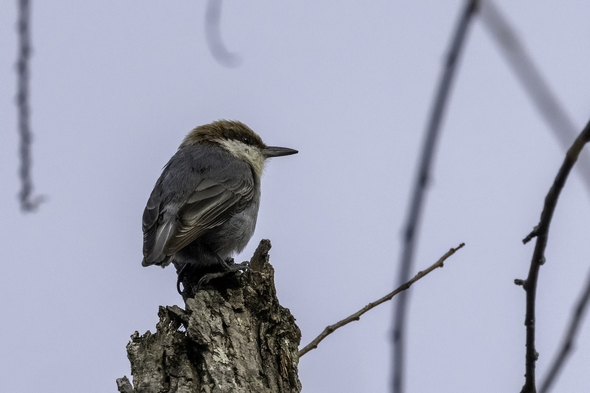 Brown-headed Nuthatch - ML614027462
