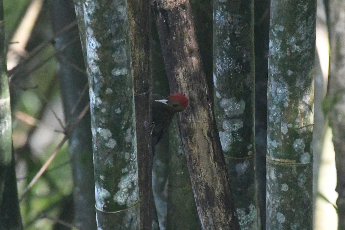 Bamboo Woodpecker - ML614027617