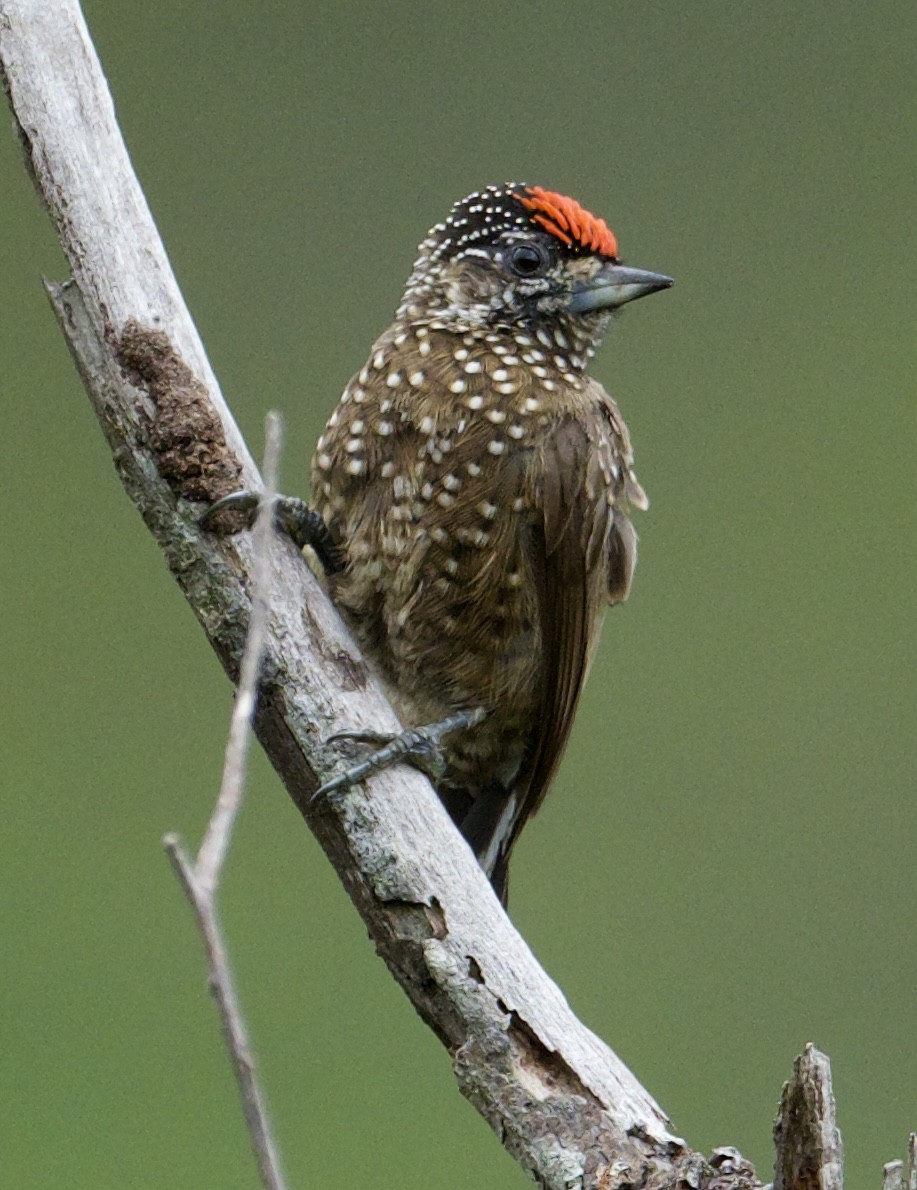 Spotted Piculet - ML614027620