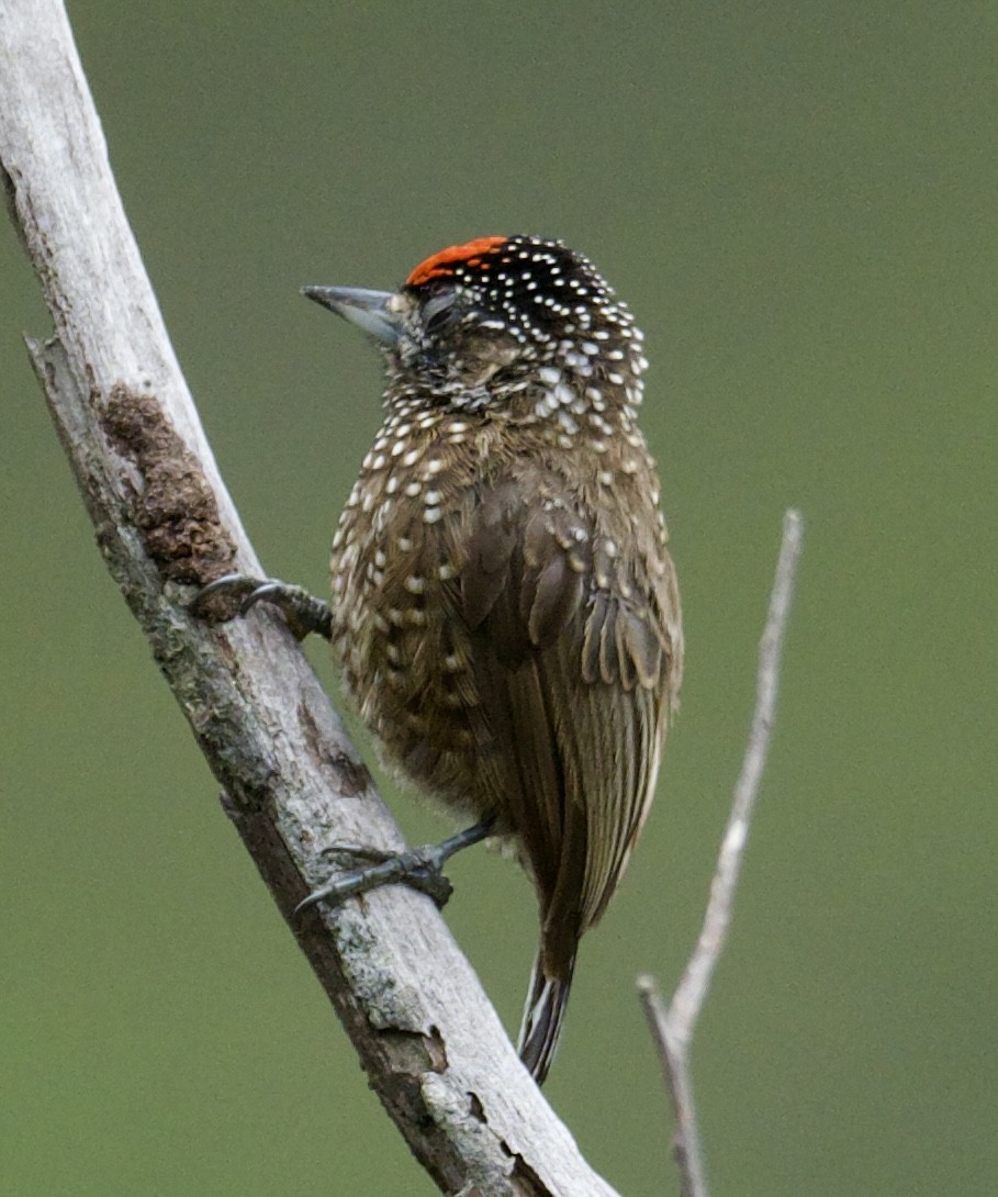 Spotted Piculet - ML614027621