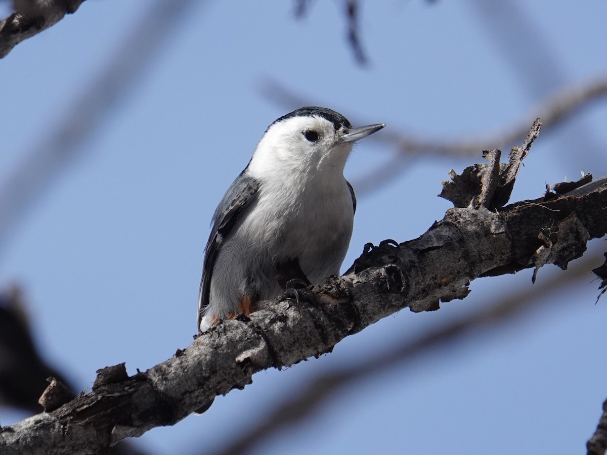 White-breasted Nuthatch - ML614027720