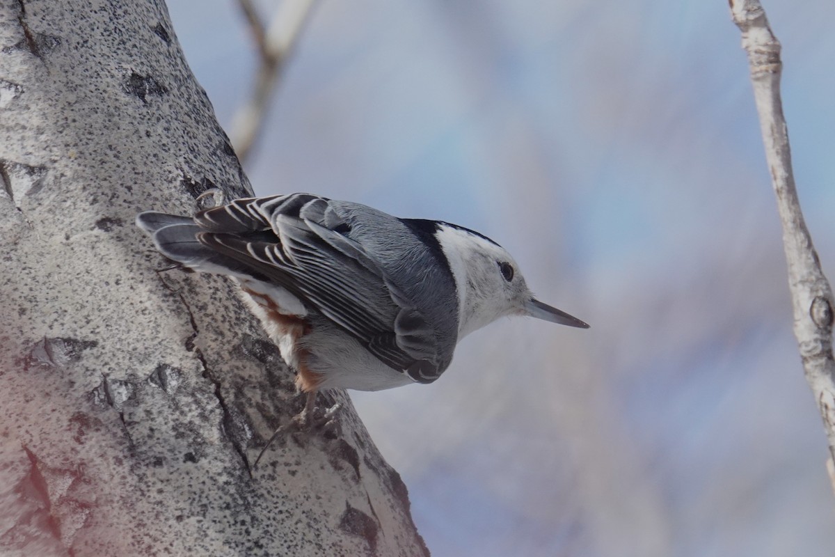 White-breasted Nuthatch - ML614027721