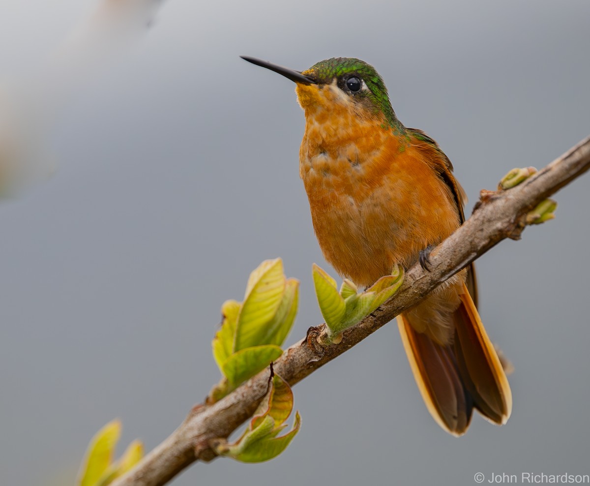 kolibřík brazilský - ML614027794