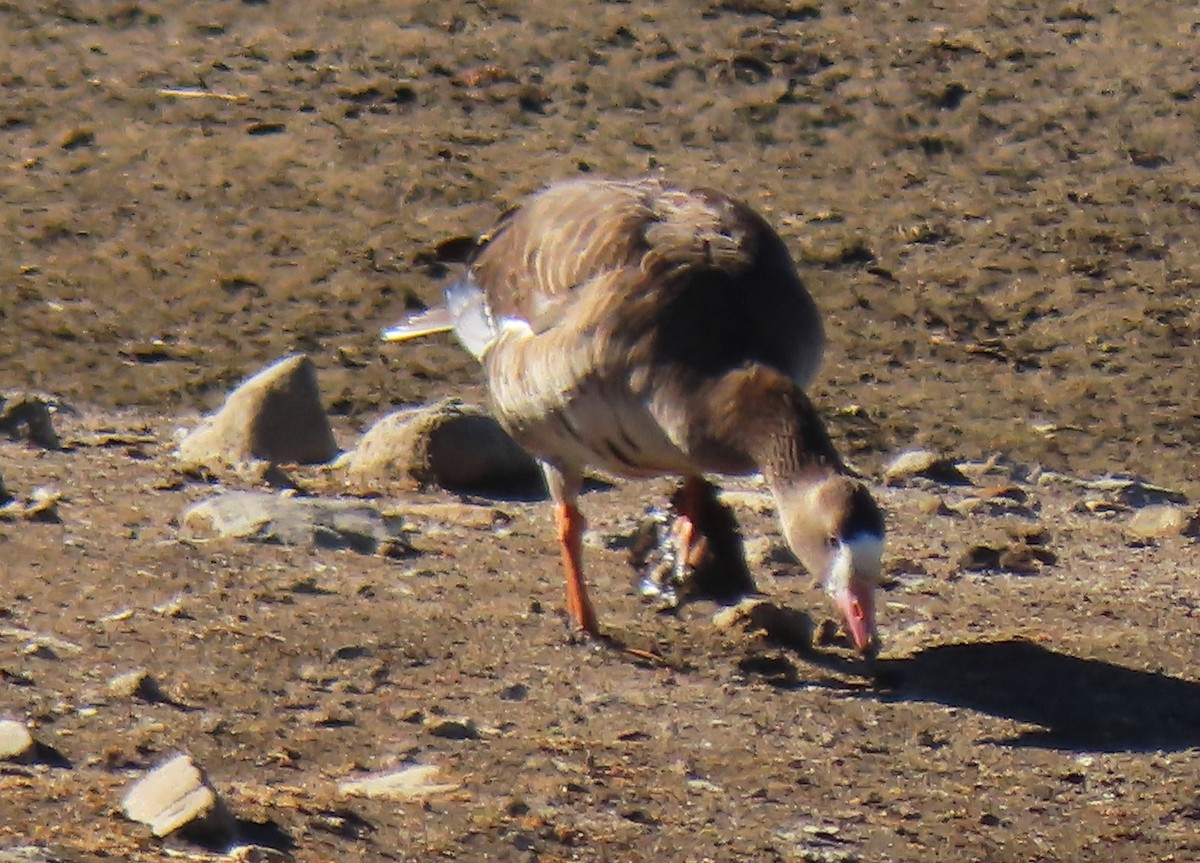 Greater White-fronted Goose - ML614027810