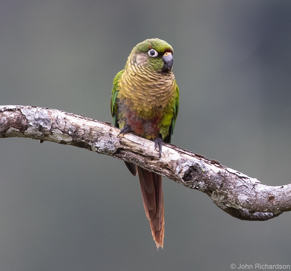 Maroon-bellied Parakeet - John Richardson