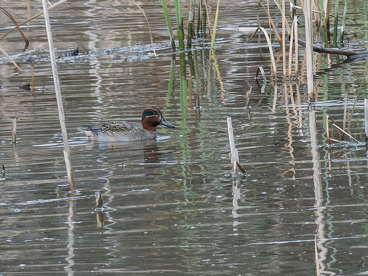 Green-winged Teal - Leandro Arias
