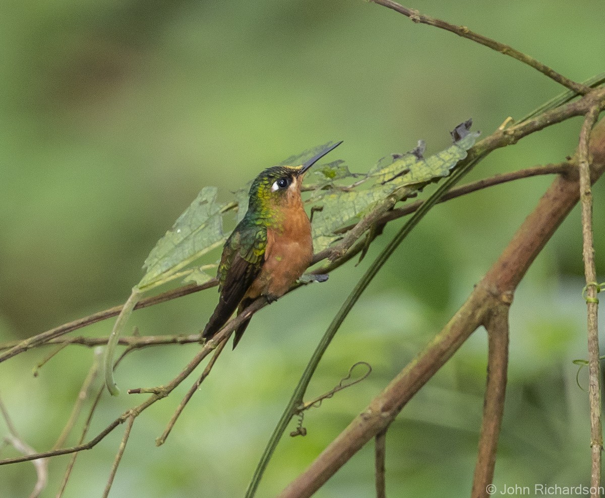 kolibřík brazilský - ML614028173