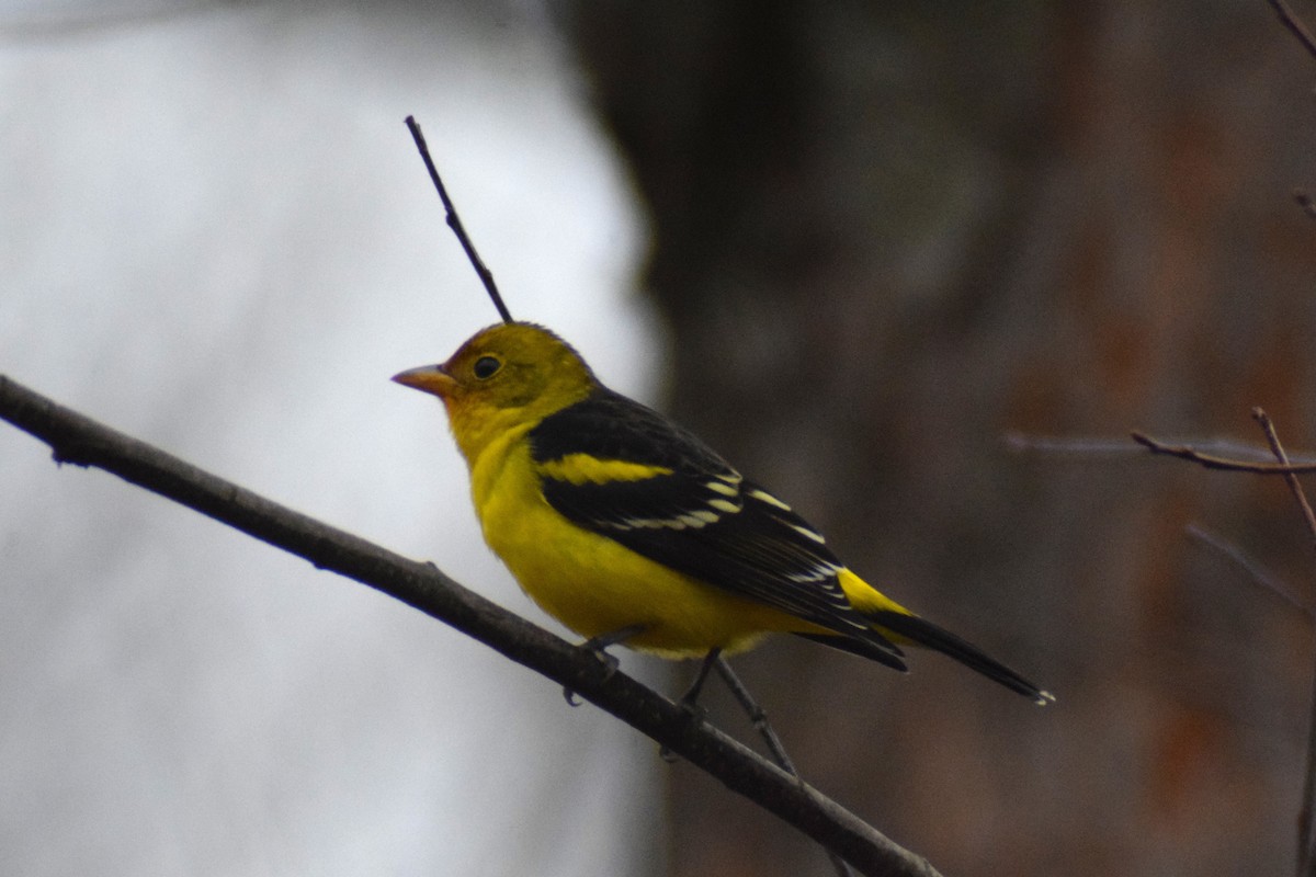 Western Tanager - ML614028405