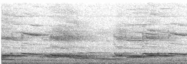 Avustralya Saksağanı (telonocua/tyrannica) - ML614028525