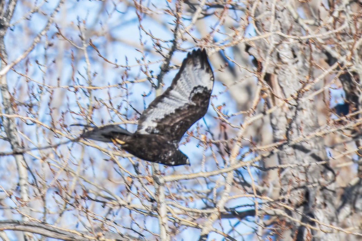 Red-tailed Hawk (Harlan's) - ML614028559