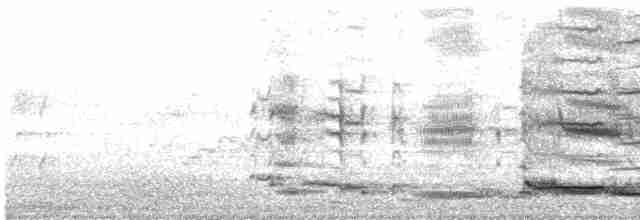 Avustralya Saksağanı (telonocua/tyrannica) - ML614028571