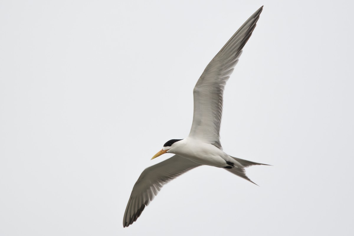 Great Crested Tern - ML614029065