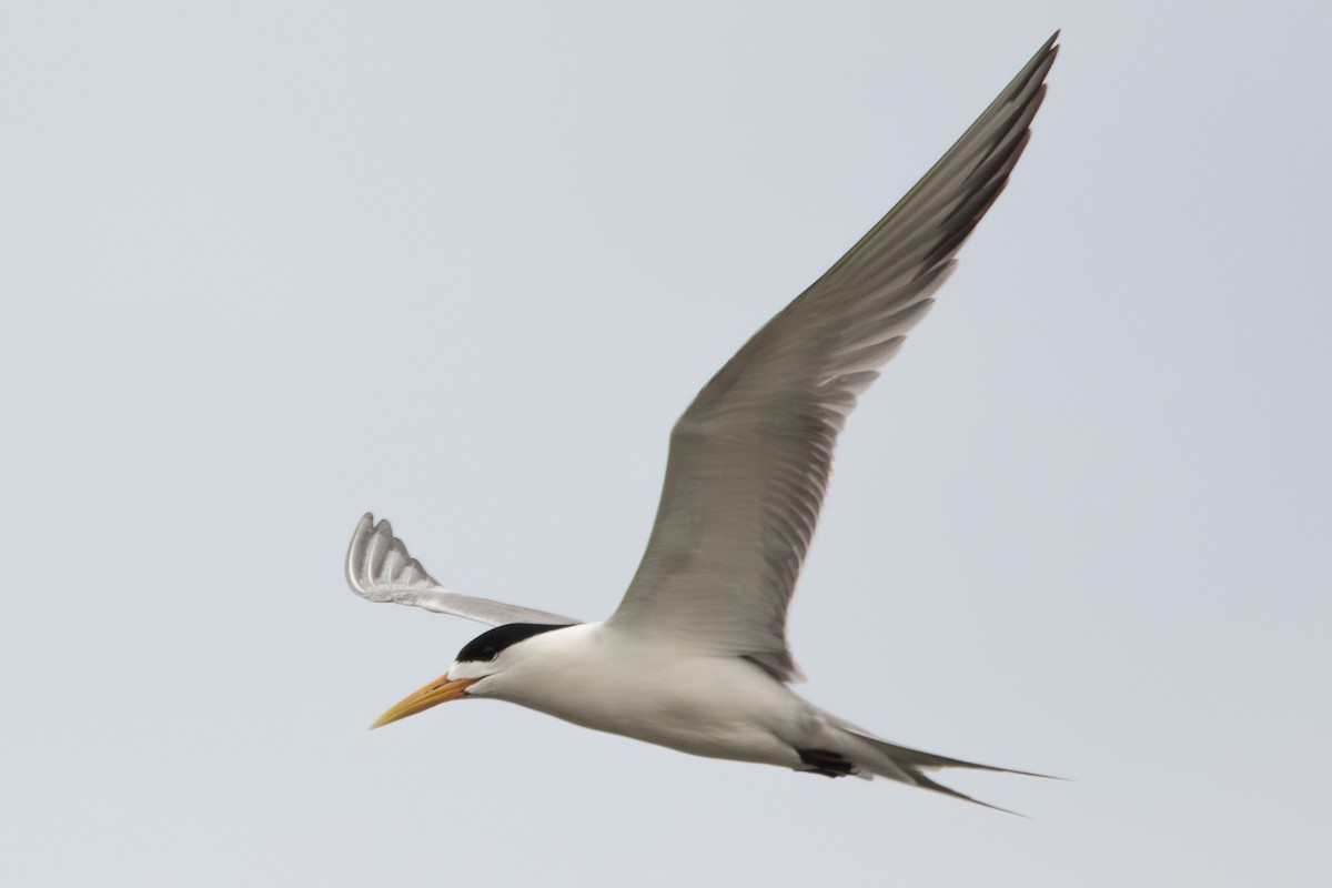 Great Crested Tern - ML614029074