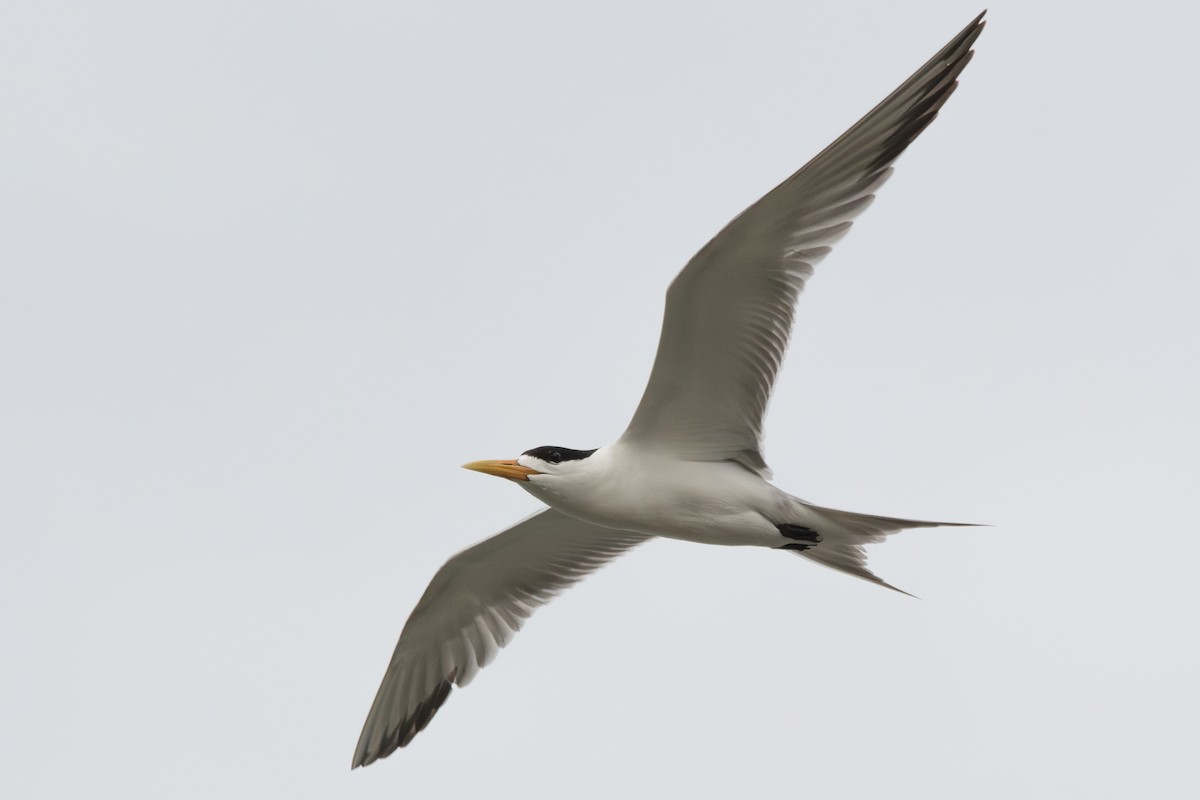 Great Crested Tern - ML614029090