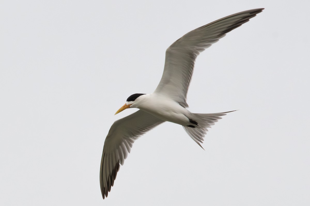 Great Crested Tern - ML614029094