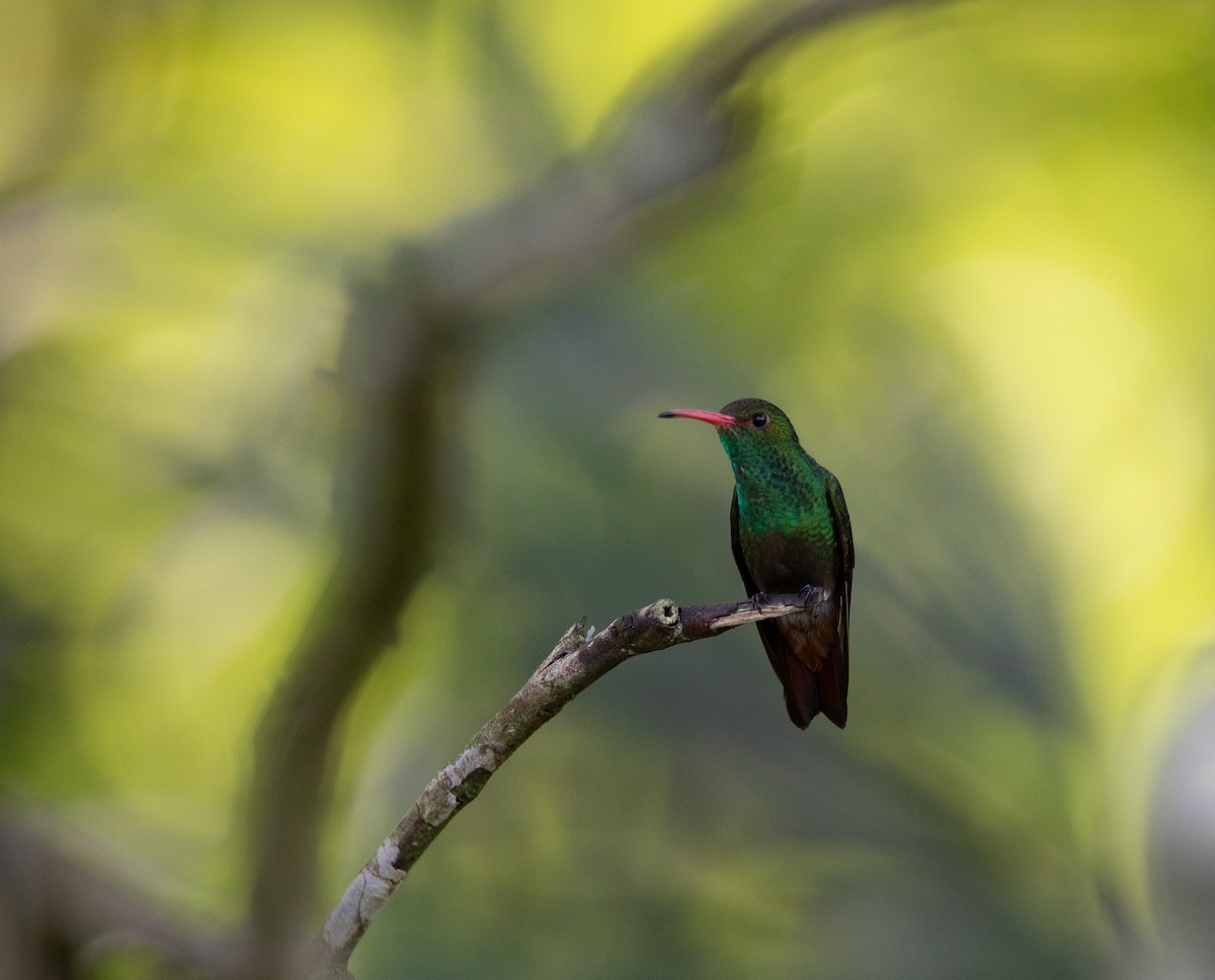 Rufous-tailed Hummingbird - ML614029128