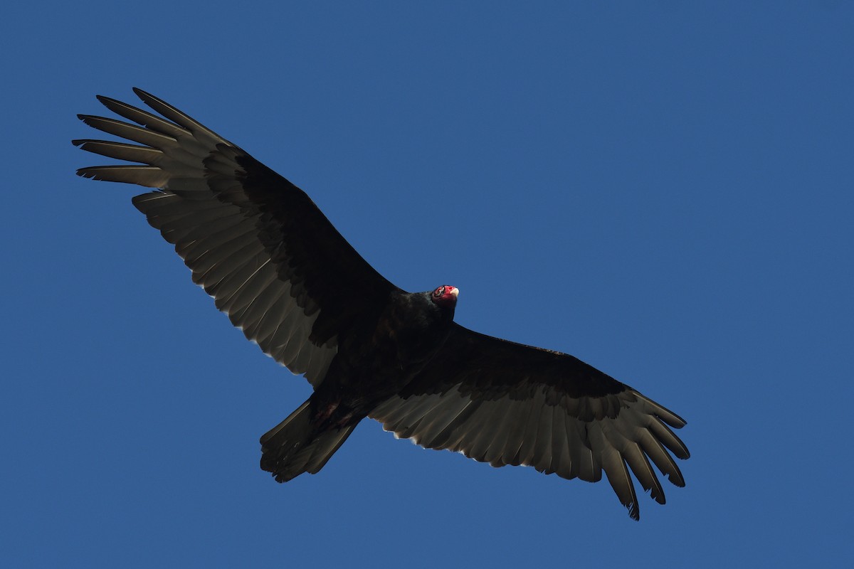 Turkey Vulture - ML614029174