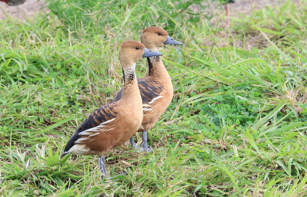 Fulvous Whistling-Duck - Trina Anderson
